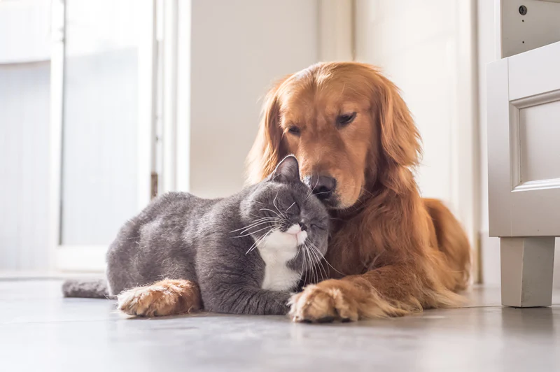 Pets and Duct Cleaning in Ottawa